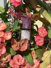 Load image into Gallery viewer, Koochie Oil